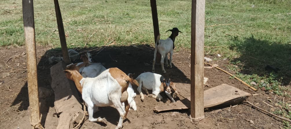 WhatsApp Image 2025-12-18 at 1.33.33 PM (copy 1) WhatsApp Image 2025-12-18 at 1.33.33 PM (copy 1)