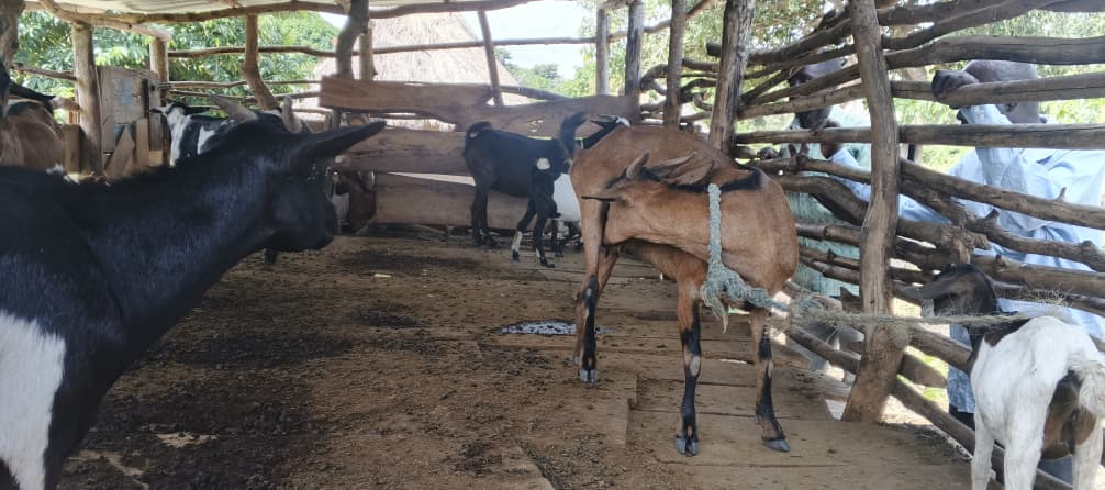 WhatsApp Image 2025-12-18 at 1.33.34 PM WhatsApp Image 2025-12-18 at 1.33.34 PM