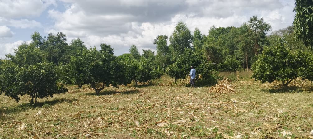 WhatsApp Image 2025-12-18 at 1.33.43 PM WhatsApp Image 2025-12-18 at 1.33.43 PM